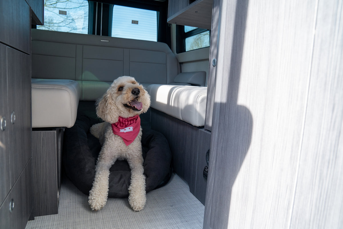 A curly-haired dog with a pink bandana sits on the Airstream Travel Pet Bed inside a modern camper van, looking happy with its tongue out as sunlight streams in through the windows.