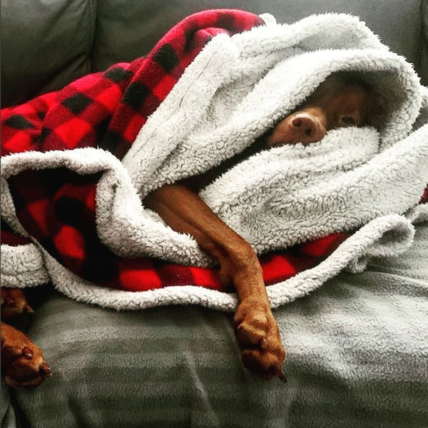 kuma fleece throw doggie