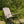 Foldable rocking chair on grass with greenery in the background
