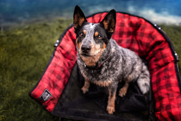 A blue heeler dog sitting inside a red and black buffalo plaid dog bed on a grassy field.