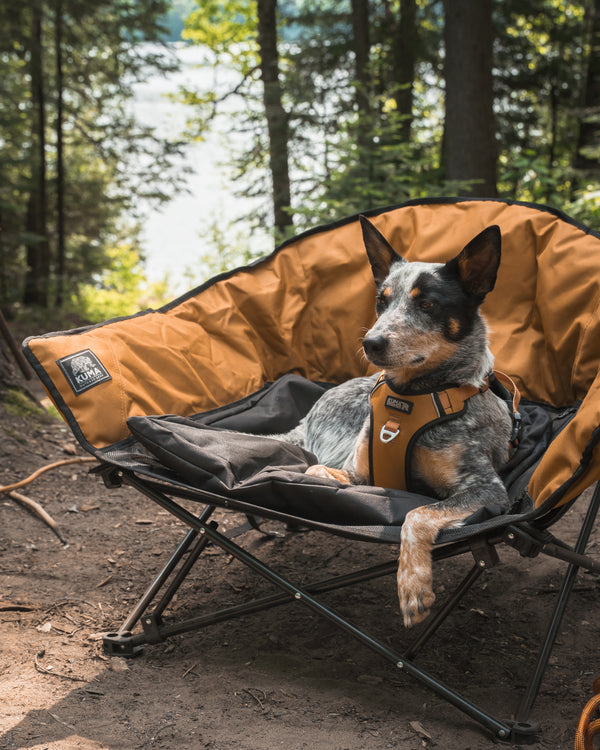 A dog wearing a tan harness rests on a matching tan and black camping chair in a forest setting.