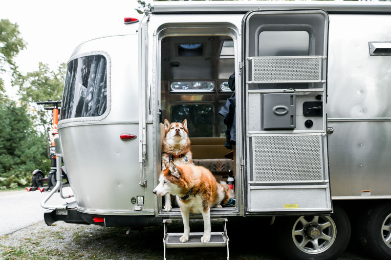 Two dogs in an Airstream