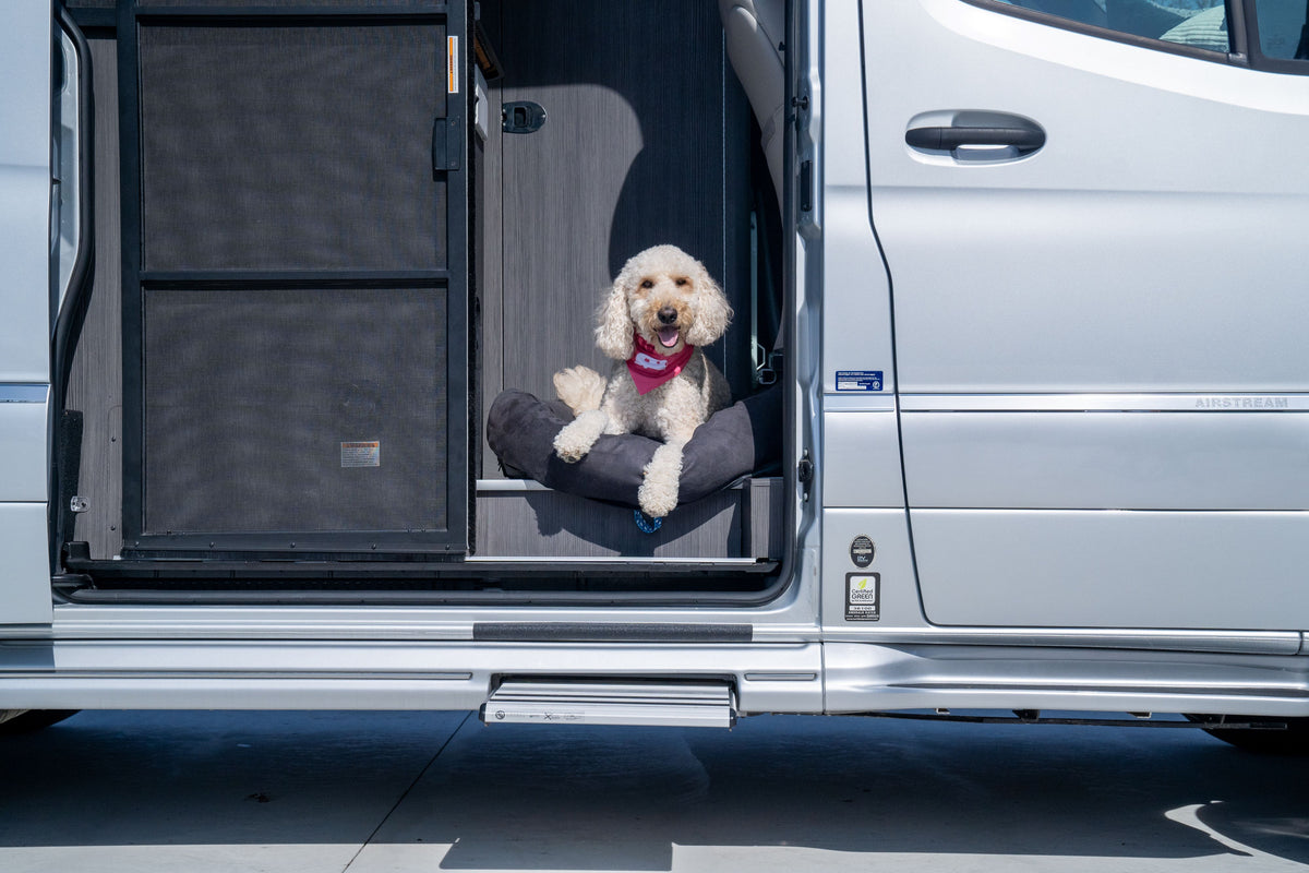 A fluffy white dog wearing a red bandana is perched comfortably on the Airstream Travel Pet Bed, sitting on a bed inside an open van doorway and looking outside on a sunny day.