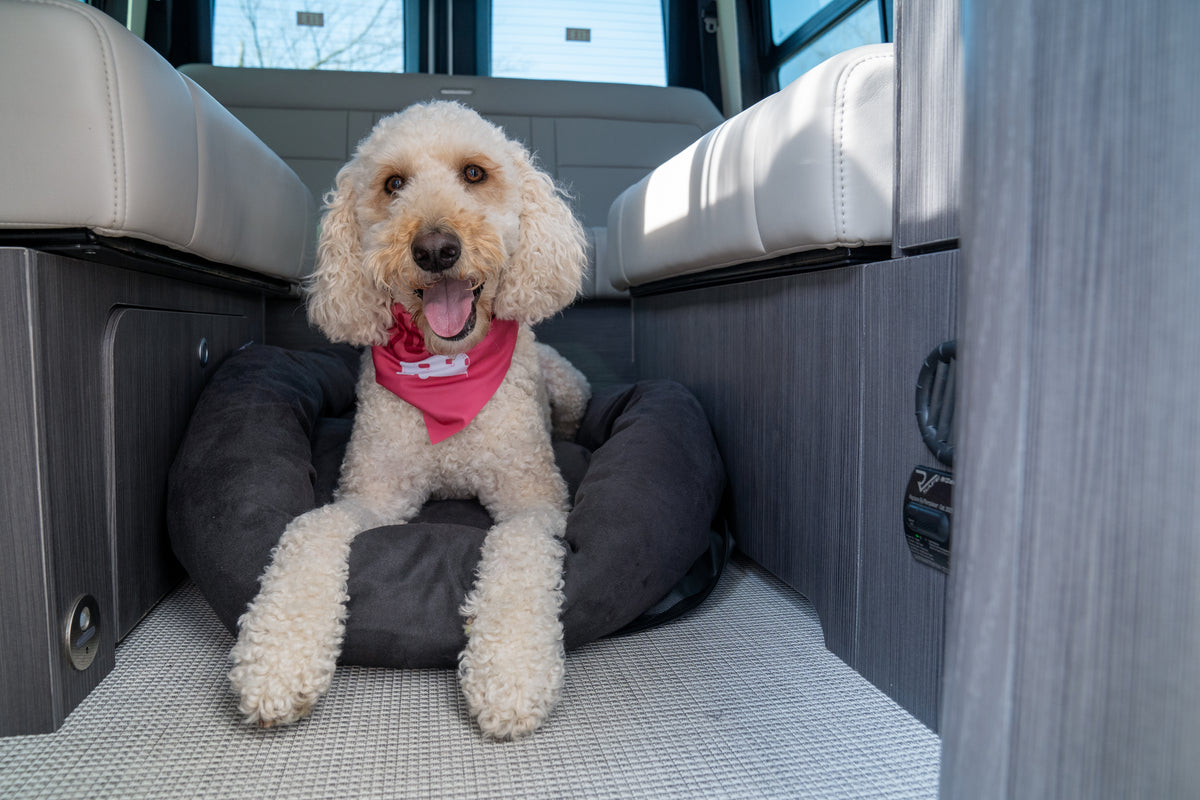 A curly-haired dog wearing a pink bandana lies on the Airstream Travel Pet Bed inside a vehicle, looking at the camera with its mouth open and tongue out.