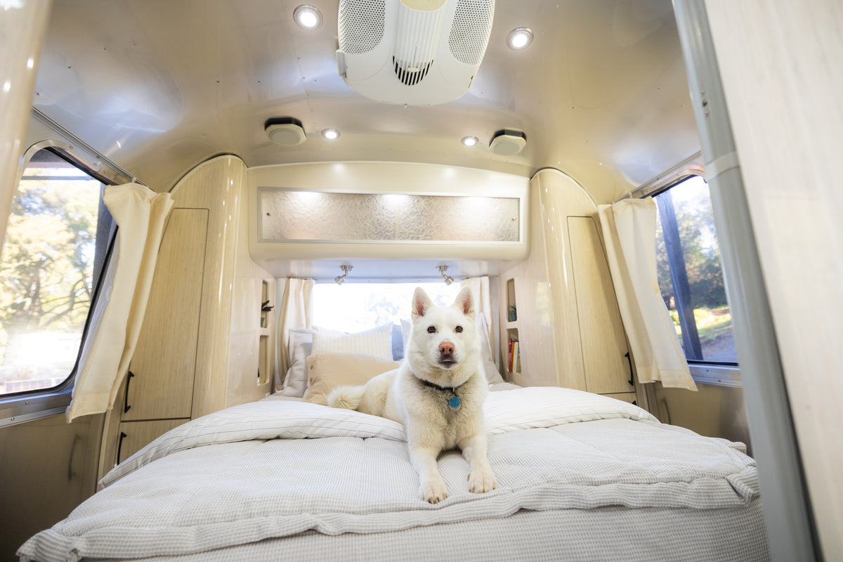 A white dog lies on a neatly made bed inside a modern, light-filled camper with large windows and beige walls, looking toward the camera.