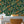 Birds of Paradise Peel + Stick Removable Wallpaper