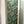 Birds of Paradise Peel + Stick Removable Wallpaper