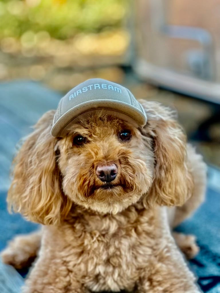 A fluffy, light brown poodle wearing a tan Airstream Logo Dog Hat by PupLid sits on a mat outdoors, looking directly at the camera. The background is blurred, drawing attention to the dog’s face and the ventilated design of the dog hat.