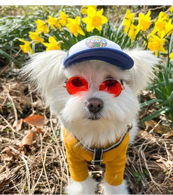 Airstream Dog Hat by PupLid