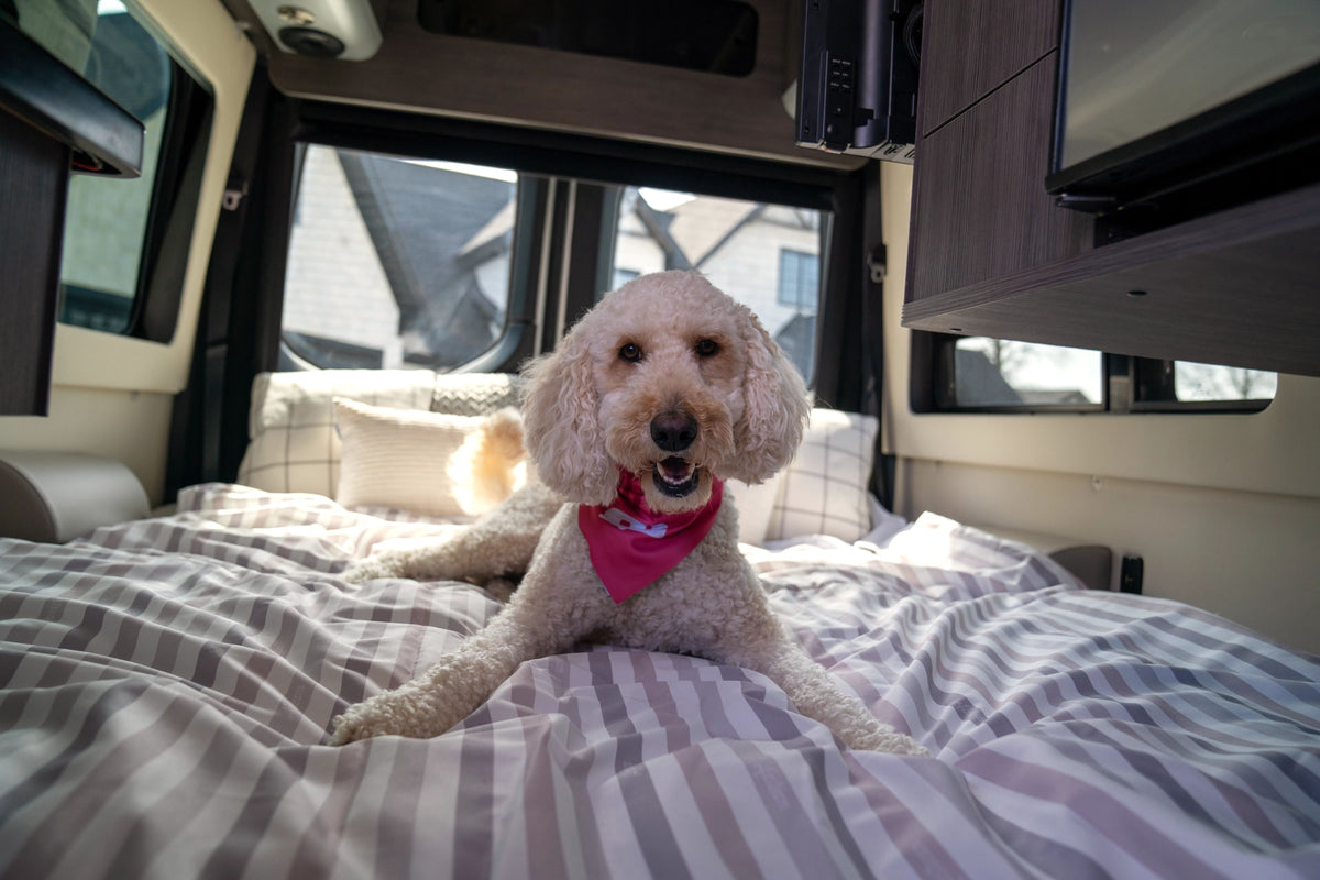 A curly-haired dog wearing a pink bandana lies on a striped bed inside a camper van, relaxing atop the Airstream x RVSuperbag All-In-One Bedding System, with windows and pillows in the background.